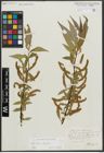 Foto von Salix alba L. x Salix fragilis L.